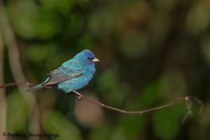 6333 Male, Indigo Bunting (Passerina cyanea), Galveston Island, Texas