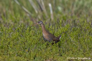 6636 Clapper Rail (Rallus longirostris), Bolivar Peninsula, Texas