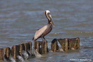 6638 Brown Pelican (Pelecanus occidentalis), Galveston Island, Texas