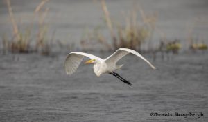6640 Great Egret (Ardea alba), Anahuac NWR, Texas