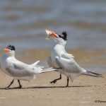 6642 Courtship Ritual, Royal Terns, Bolivar Peninsula, Texas