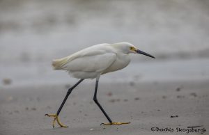 6643 Snowy Egret (Egretta thula), Galveston Island, Texas