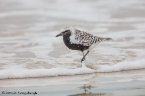 6651 Black-bellied Plover (Pluvialis squatarola), Galveston Island, Texas