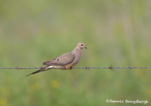 6656 Mourning Dove (Zenaida macroura), Anahuac NWR, Texas