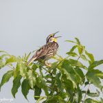6657 Singing Eastern Meadowlark (Sturnella magna), Galveston Island, Texas