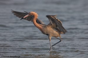 6660 Reddish-Egret (Egretta rufescens), Galveston Island, Texas