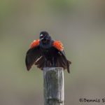 6668 Red-winged Blackbird (Agelaius phoeniceus), Bolivar Peninsula, Texas