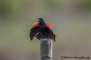6668 Red-winged Blackbird (Agelaius phoeniceus), Bolivar Peninsula, Texas