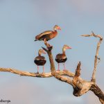 6670 Black-bellied Whistling Ducks (Dendrocygna autumnalis), Galveston Island, Texas
