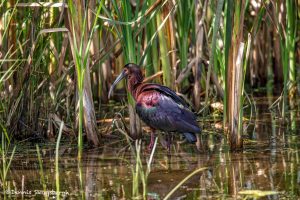 6671 Glossy Ibis (Plegadis falcinellus), Anahuac NWR, Texas