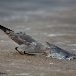 6673 Gull Eating Fish Head, Bolivar Peninsula, Texas
