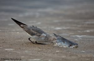 6673 Gull Eating Fish Head, Bolivar Peninsula, Texas