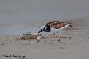 6677 Ruddy Turnstone (Arenaria interpres), Galveston Island, Texas