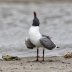 6683 Laughing Gull (Leucophaeus atricill), Galveston Island, Texas
