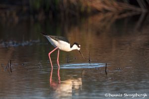 6690 Black-necked Stilt (Himantopus mexicanus), Galveston Island, Texas