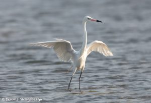 6691 Reddish Egret (Egretta rufescens) White Morph, Galveston Island, Texas