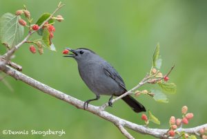 6692 Gray Catbird (Dumetella carolinensis), Galveston Island, Texas