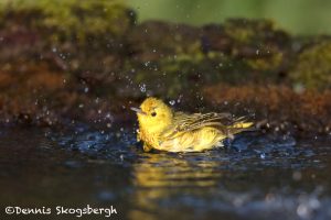 6700 Yellow Warbler (Setophaga petechia), Galveston Island, Texas