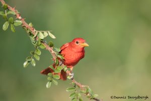 6702 Summer Tanager (Piranga rubra), Galveston Island, Texas