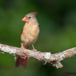 6703 Female Northern Cardinal (Cardinalis cardinalis), Galveston Island, Texas