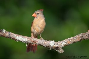 6703 Female Northern Cardinal (Cardinalis cardinalis), Galveston Island, Texas