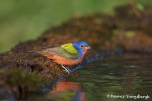 6711 Male Painted Bunting Bathing (Passerina cirus), Galveston Island, Texas