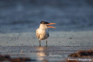 6713 Sunrise, Royal Tern (Thalasseus maximus), Galveston Island, Texas