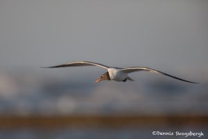 6714 Sunrise, Laughing Gull (Leucophaeus atricill), Galveston Island, Texas