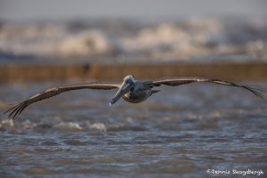 6715 Brown Pelican (Pelicanus occidentalis), Galveston Island, Texas