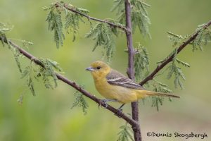 6717 Female Baltimore Oriole (Icterus galbula) First Year, Galveston Island, Texas