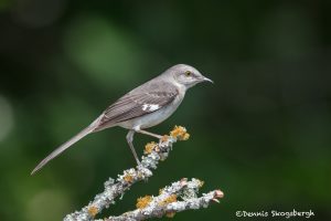 6719 Northern Mockingbird (Mimus polyglottos), Galveston Island, Texas