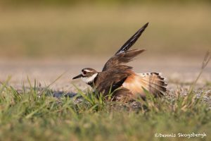 6727 Killdeer (Charadrius vociferus) Lame Wing Ploy, Galveston Island, Texas