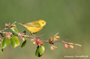 6736 Yellow Warbler (Setophaga petechia), Galveston Island, Texas