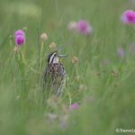 6740 Singing Eastern Meadowlark (Sturnella magna), Galveston Island, Texas
