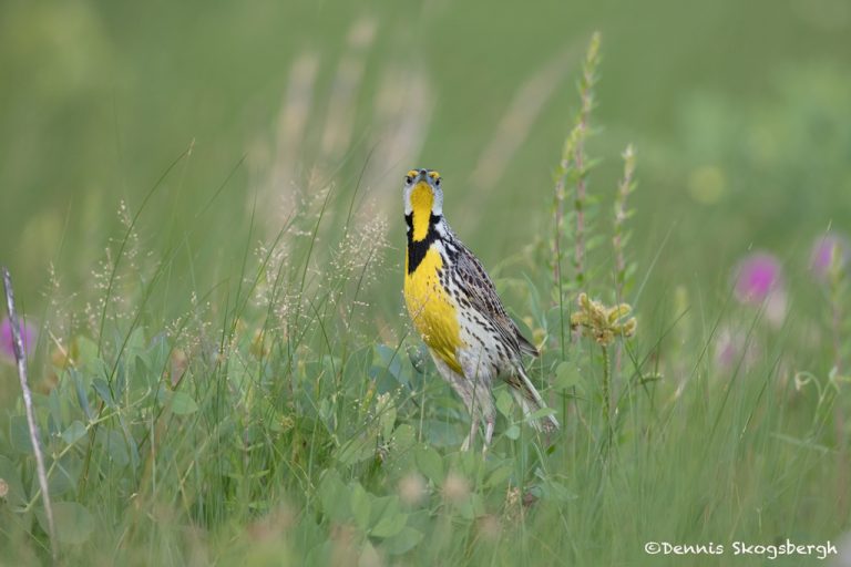 6741 Eastern Meadowlark (Sturnella magna), Galveston Island, Texas