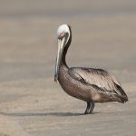 6748 Brown Pelican (Pelecanus occidentalis), Galveston Island, Texas