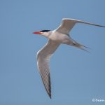 6752 Royal Tern (Thalasseus maximus), Galveston Island, Texas