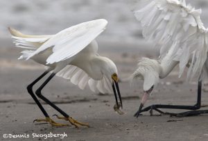 6755 Snowy Egret and Reddish Egret (White Morph) Fighting for Fish, Galveston Island, Texas