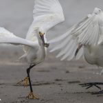6756 Snowy Egret and Reddish Egret (White Morph) Fighting for Fish, Galveston Island, Texas
