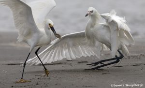 6757 Snowy Egret and Reddish Egret (White Morph) Fighting for Fish, Galveston Island, Texas