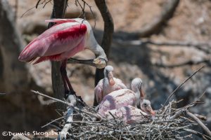 6758 Roseate Spoonbill Nest with Chicks, Rookery, High Island, Texas