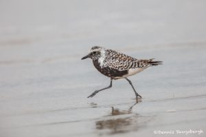 6760 Black-bellied Plover (Pluvialis squatarola), Galveston Island, Texas