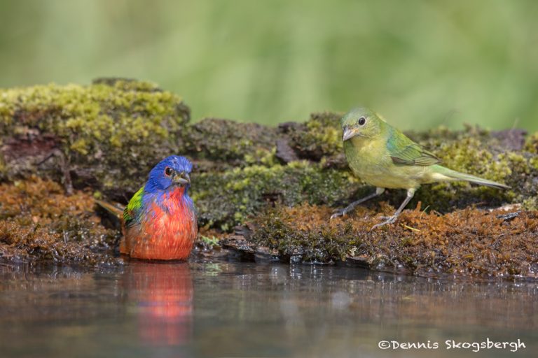 6765 Male and Female Painted Buntings Bathing (Passerina cirus