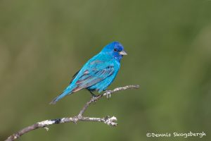 6771 Male Indigo Bunting (Passerina cyanea), Glaveston Island, Texas