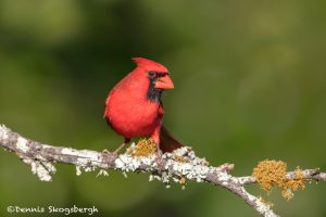 6775 Male Northern Cardinal (Cardinalis cardinalis), Galveston Island, Texas