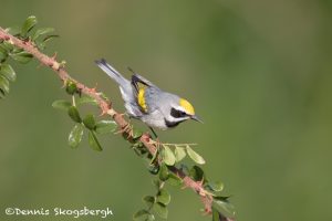 6781 Golden-winged Warbler (Vermivora chrysoptera), Galveston Island, Texas