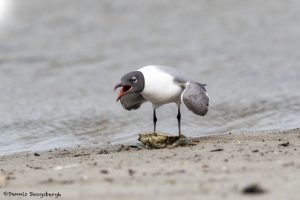 6682 Laughing Gull (Leucophaeus atricill), Galveston Island, Texas