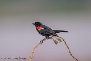 6783 Red-winged Blackbird (Agelaius phoeniceus), Hagerman NWR, Texas