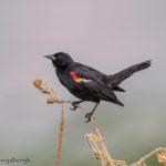 6784 Red-winged Blackbird (Agelaius phoeniceus), Hagerman NWR, Texas