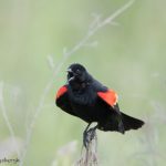 6785 Red-winged Blackbird (Agelaius phoeniceus), Hagerman NWR,Texas
